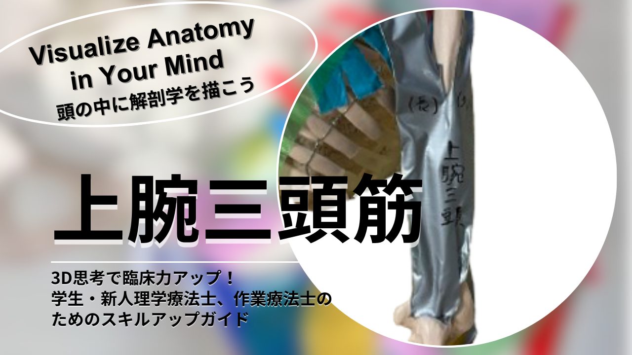 上腕三頭筋の解剖と機能を徹底解説! 〜学生・新人理学療法士、作業療法士のためのスキルアップガイド〜