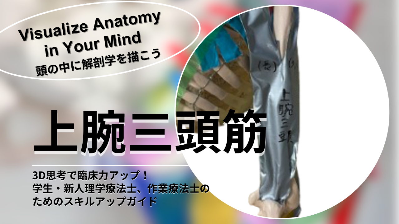 上腕三頭筋の解剖と機能を徹底解説！ 〜学生・新人理学療法士、作業療法士のためのスキルアップガイド〜