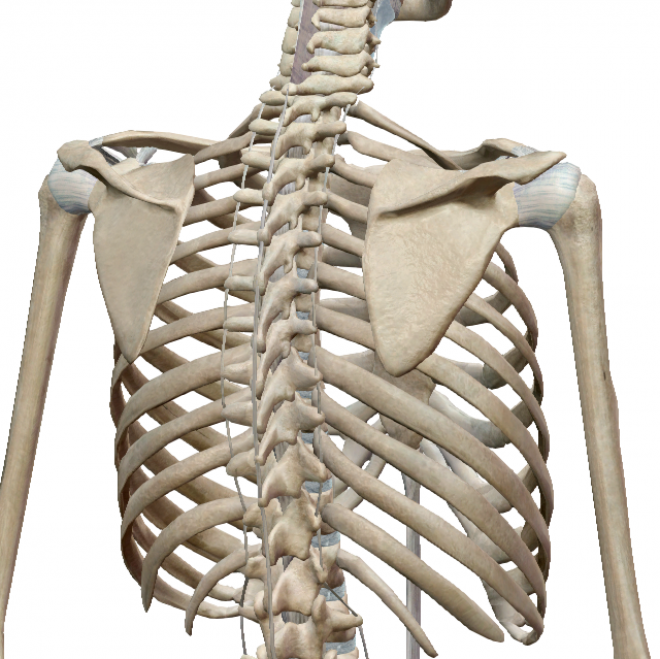 脊柱圧迫骨折のリハビリについて療活式に考えてみる～肩甲骨の場合～