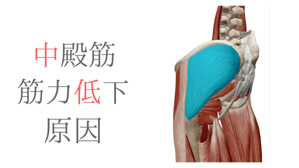 中殿筋の筋力低下の要因を股関節の動きから考えてみた