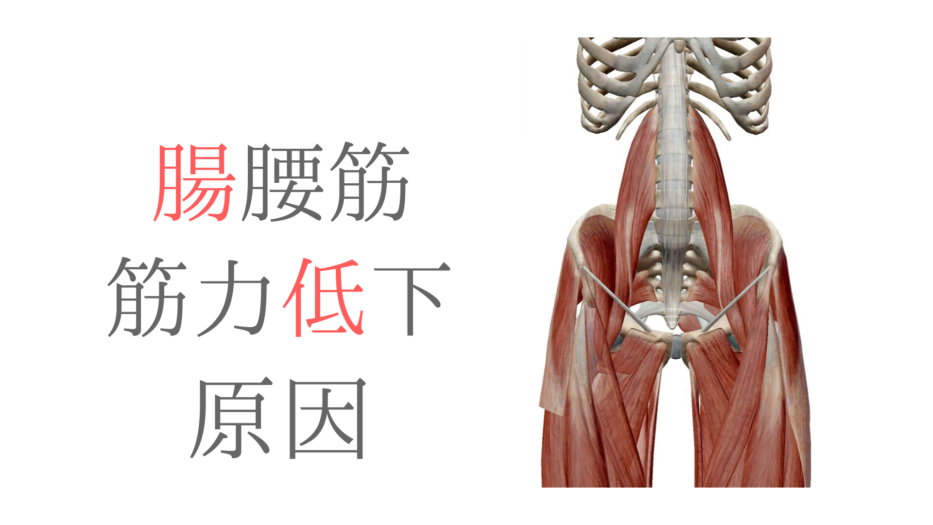 腸腰筋の筋力低下の要因を骨盤の動きから考えてみた 療法士活性化委員会