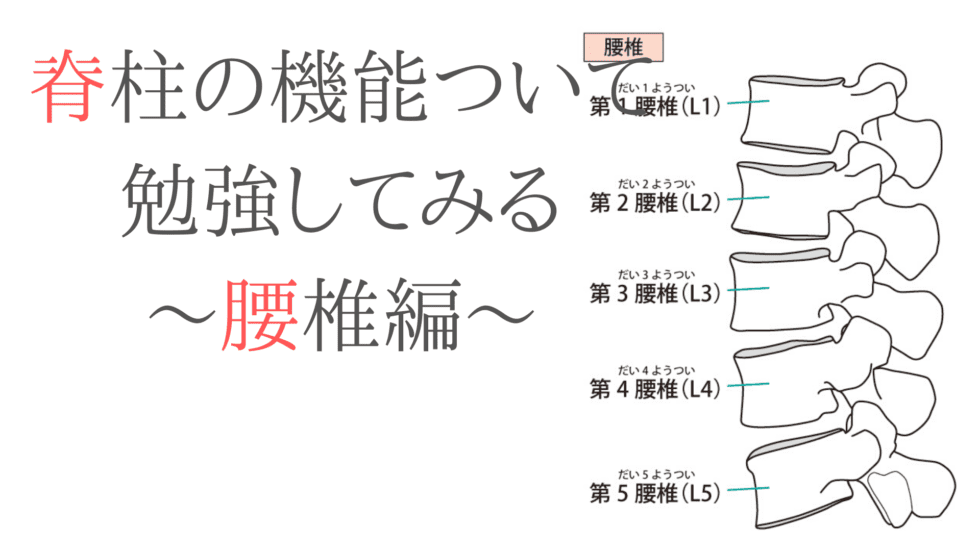 脊柱の機能ついて勉強してみる〜腰椎編〜