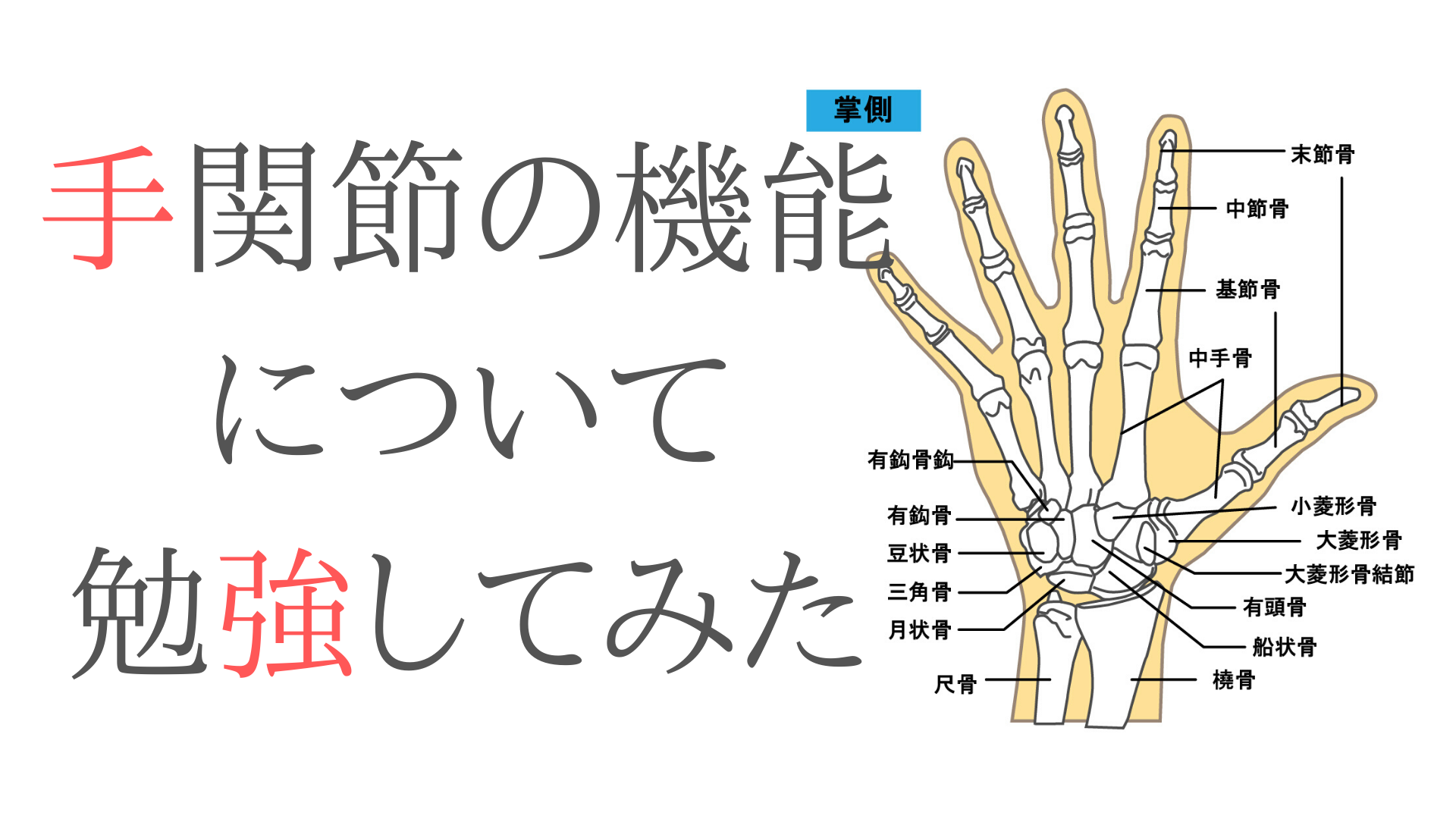 手関節の機能と解剖について勉強してみた