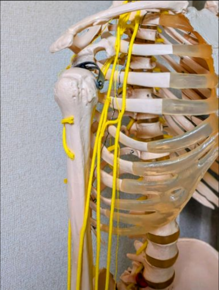 上肢へ向かう神経を紐で再現した骨模型