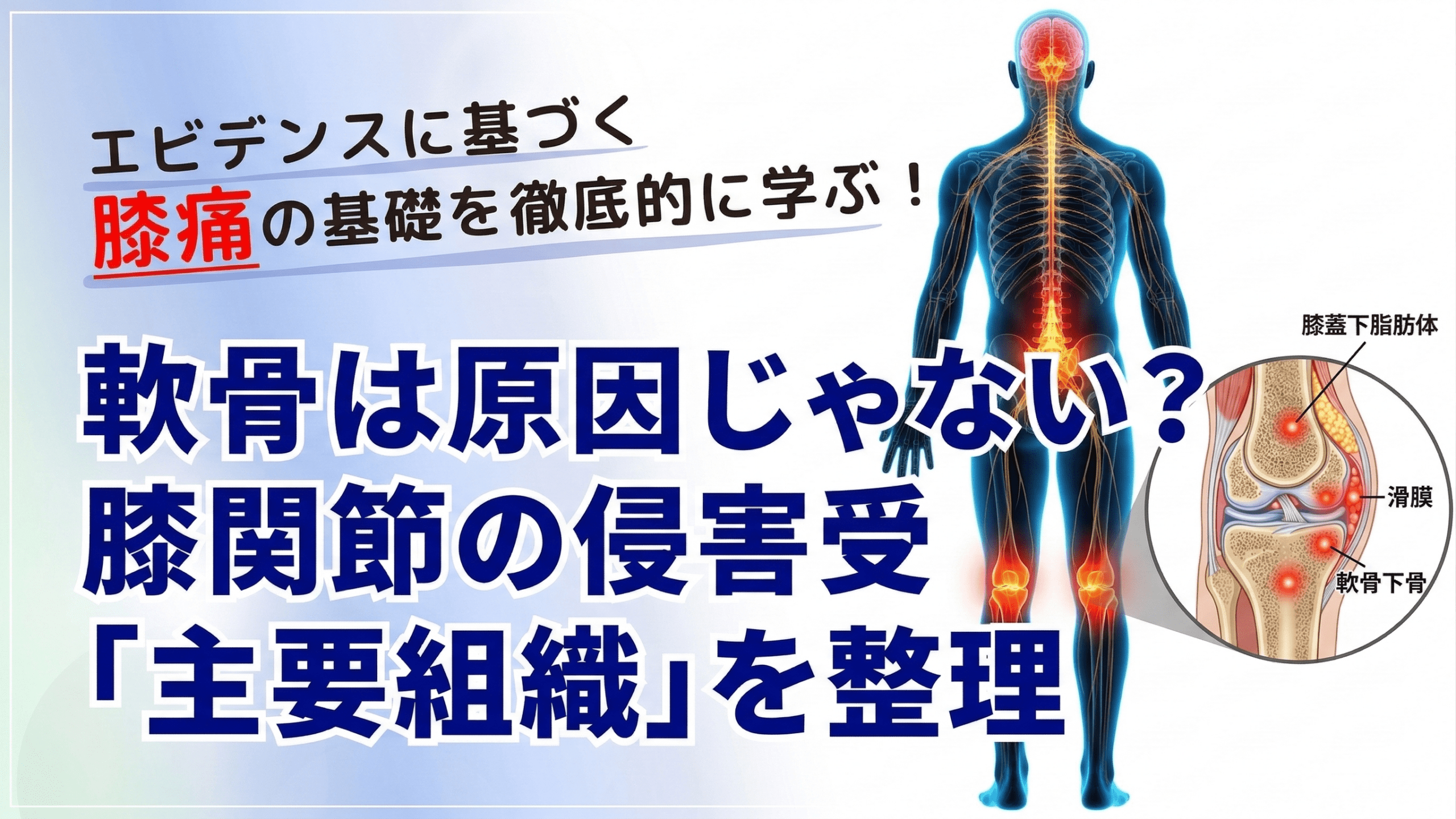 「軟骨がすり減って痛い」は本当ですか？　膝関節の侵害受容性疼痛と組織評価