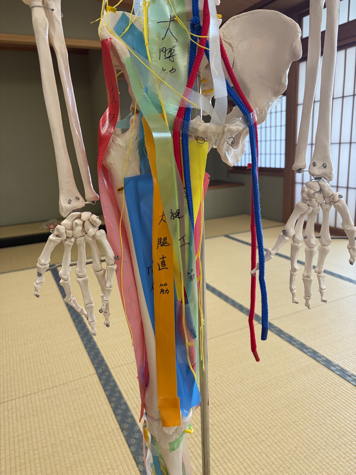 全身の骨模型に色分けしたテープで筋を貼り、大腿直筋・縫工筋などの走行を再現した様子