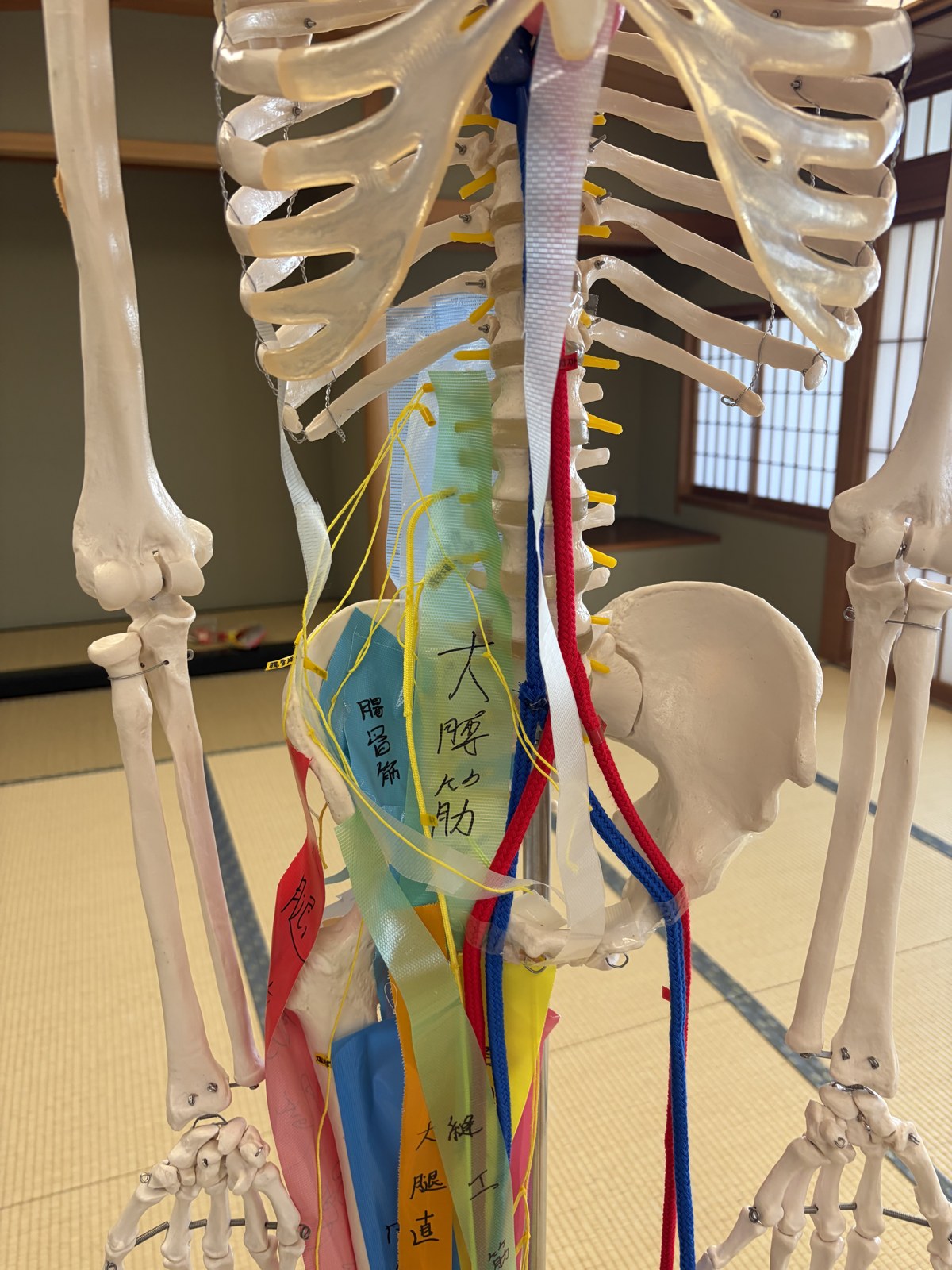 骨盤から大腿にかけて大腰筋・腸骨筋などのテープを重ねて貼った骨模型