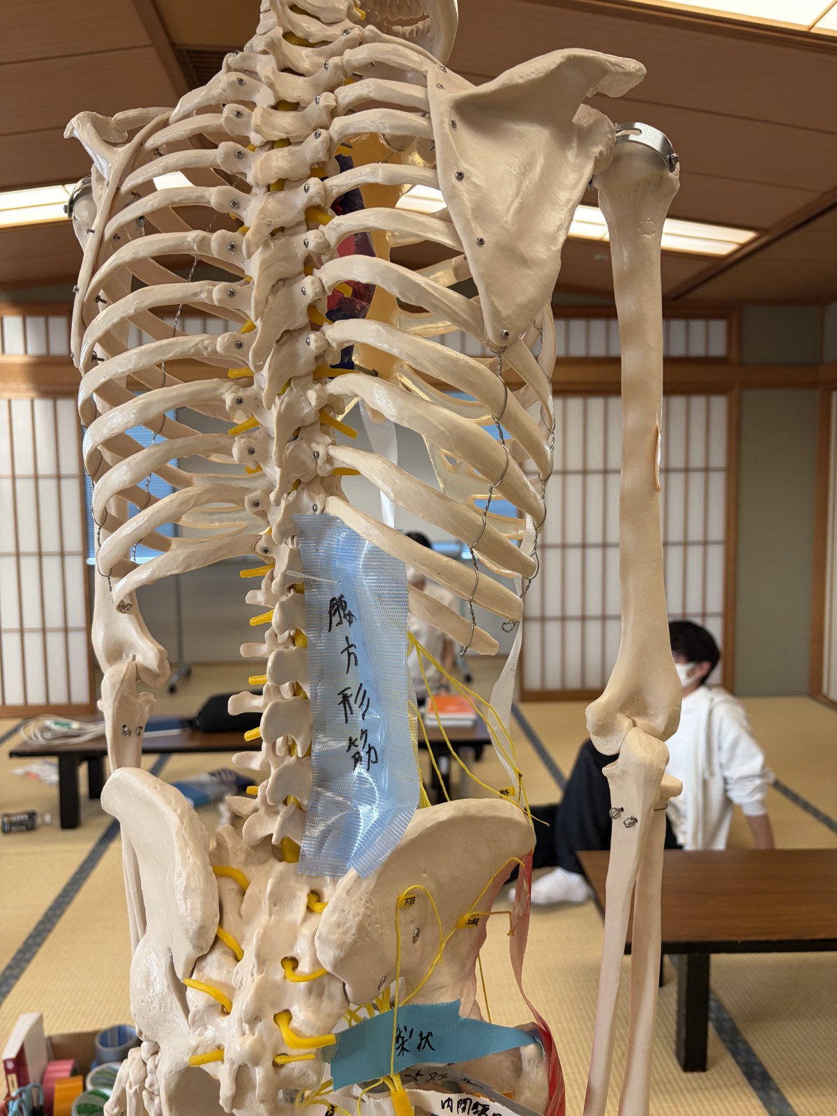 脊柱と骨盤に腰方形筋などのテープを貼り、体幹の深部筋を再現した骨模型