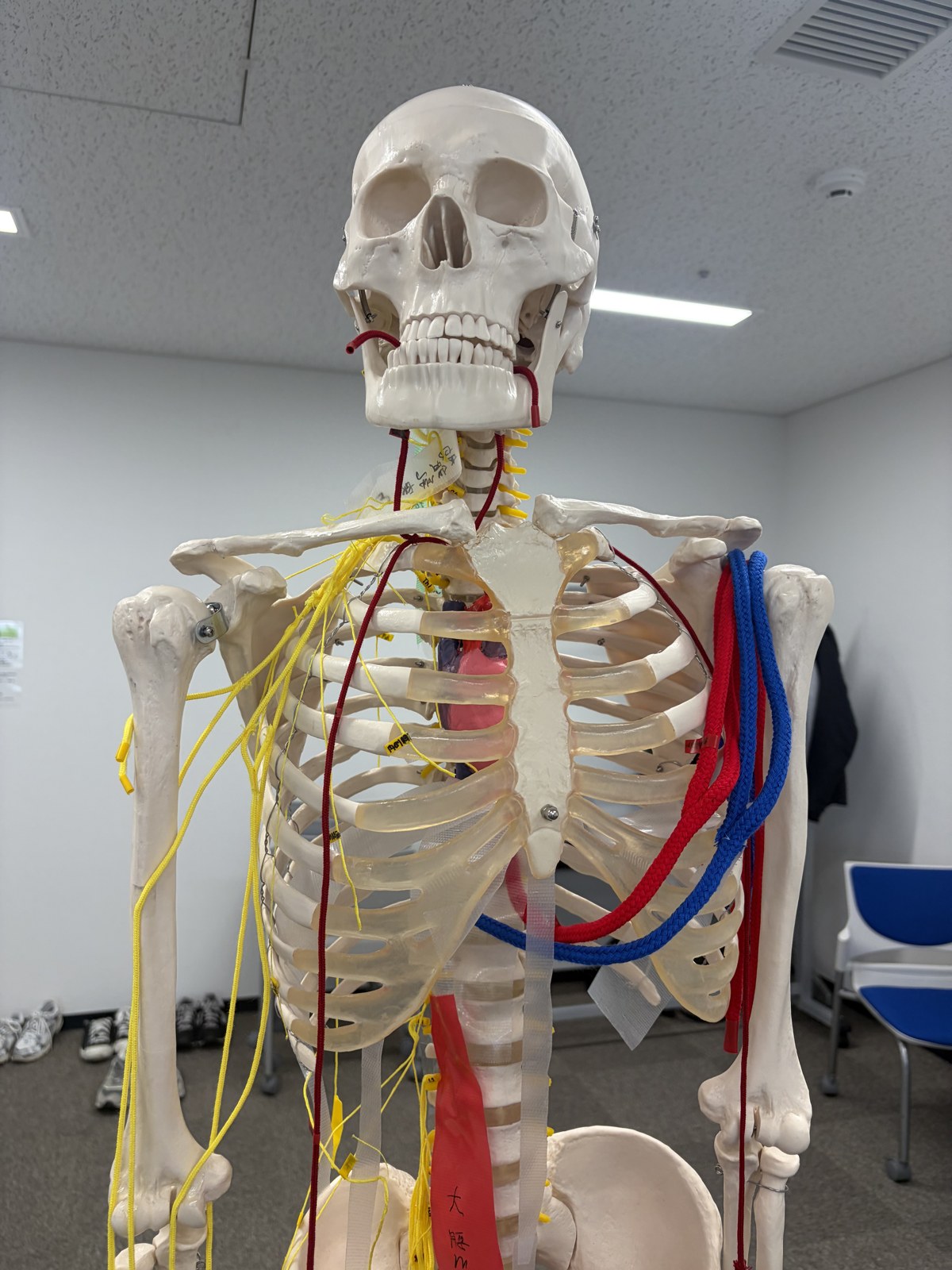 全身の骨模型に赤・青・黄の紐で動脈・静脈・神経の走行を再現した様子