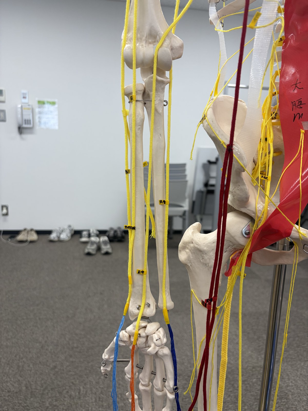 骨盤から下肢にかけて黄色い紐で神経の走行を、赤い紐で動脈を再現した骨模型