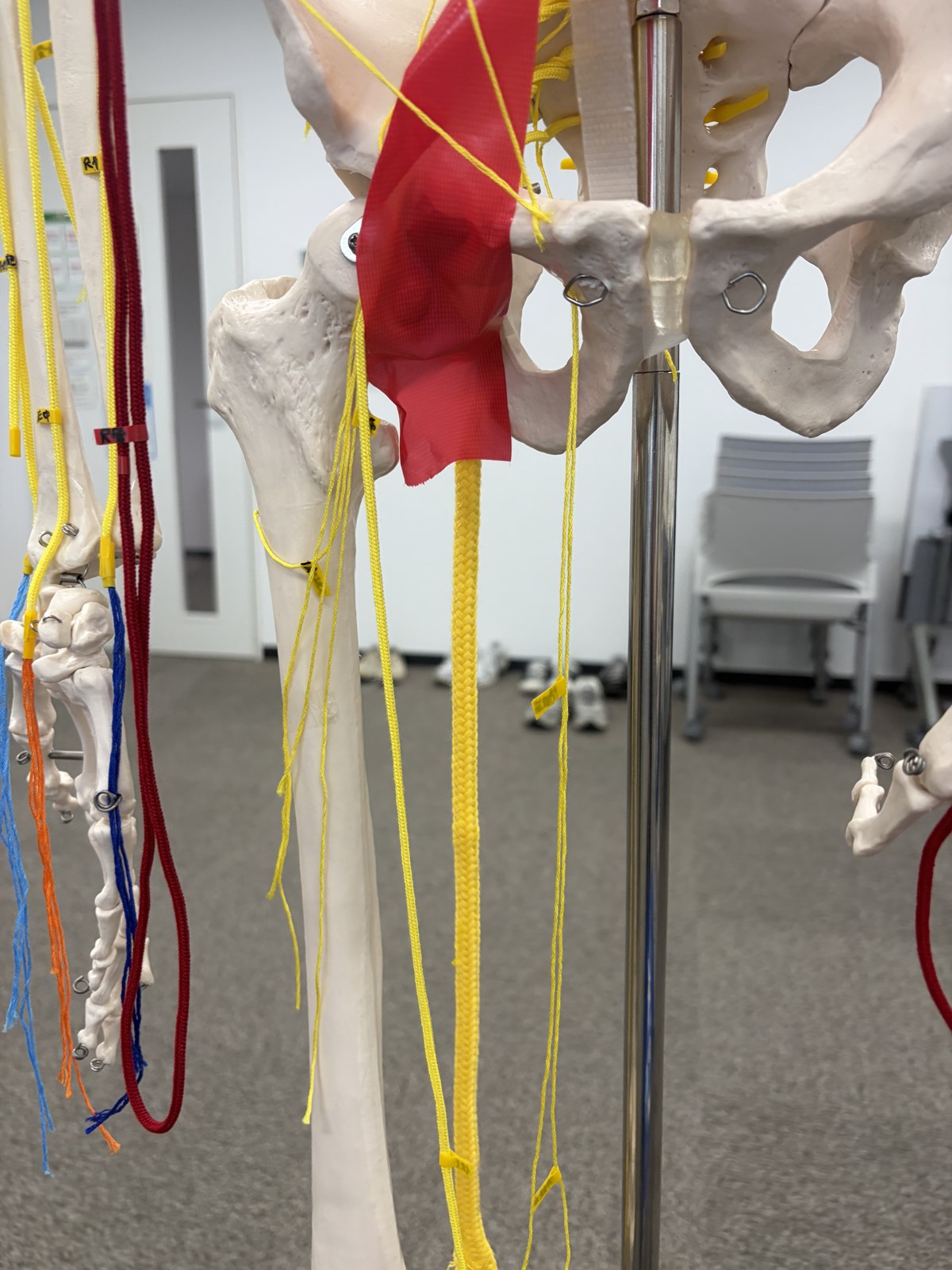骨盤周囲の神経叢を紐でたどり、下肢への走行を確認している様子
