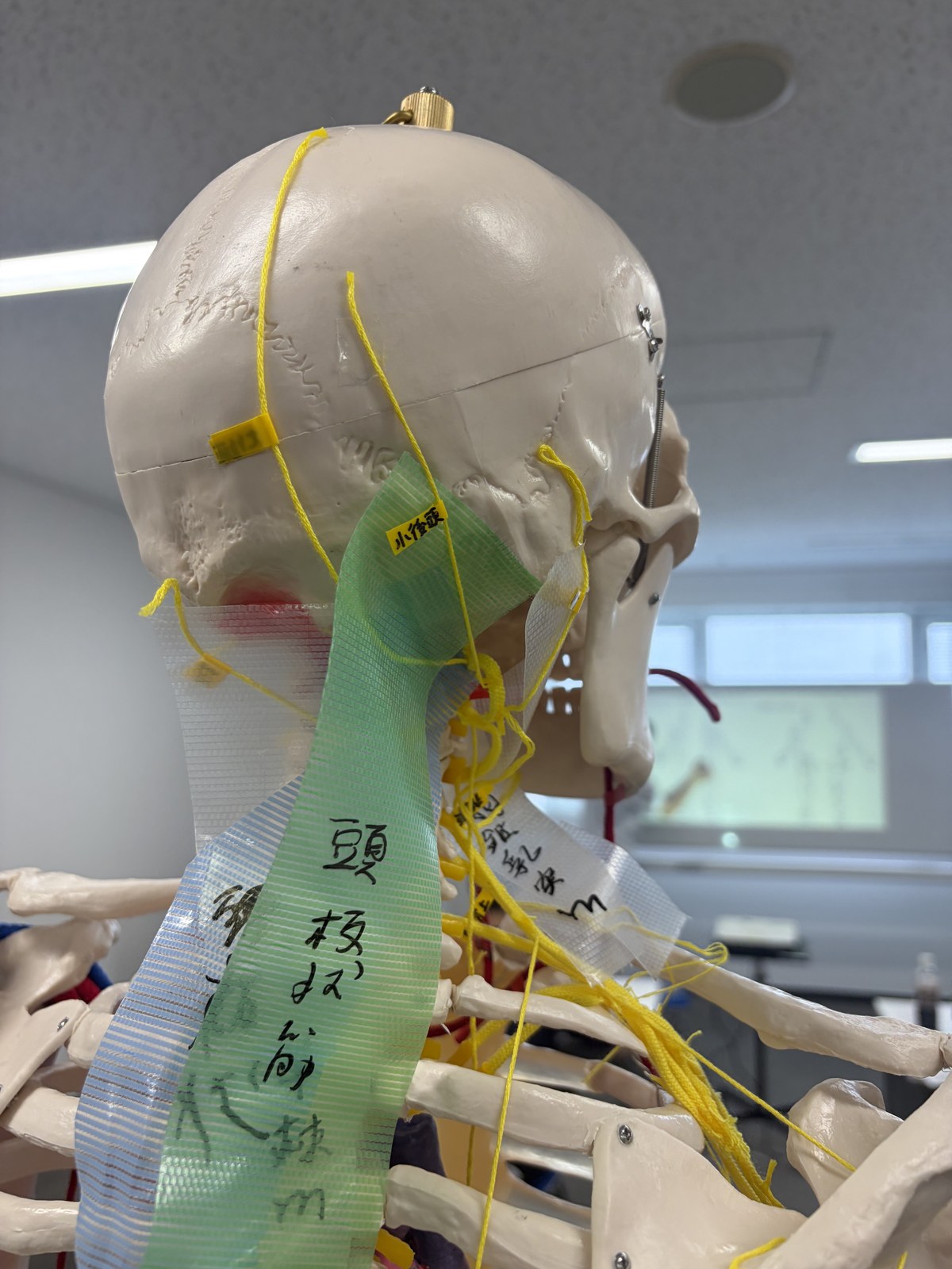頭部から頸部にかけての神経走行を紐で示し、周囲の筋をテープで表した骨模型